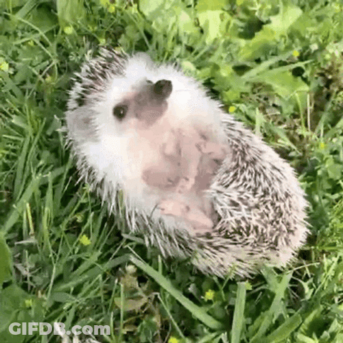 Hedgehog Lying Down GIF