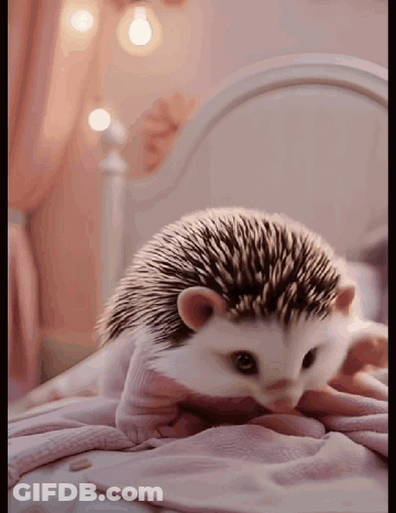 Hedgehog Lying On Bed With Pink Blanket GIF