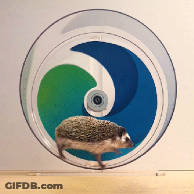 Hedgehog Running In Circular Wheel GIF