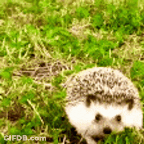 Hedgehog Running Outside GIF