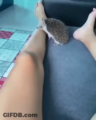 Hedgehog Sitting On Couch Next To Person's Leg GIF
