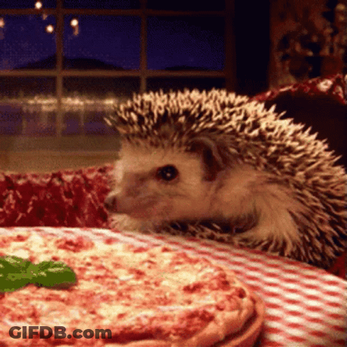 Hedgehog Smelling Yummy Pizza GIF