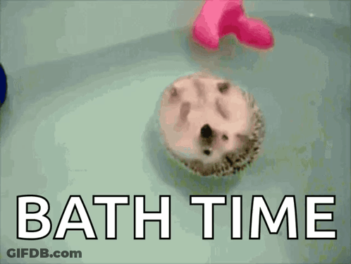 Hedgehog Swimming In Bathtub Bath Time GIF