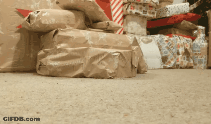 Hedgehog Walking Around GIF
