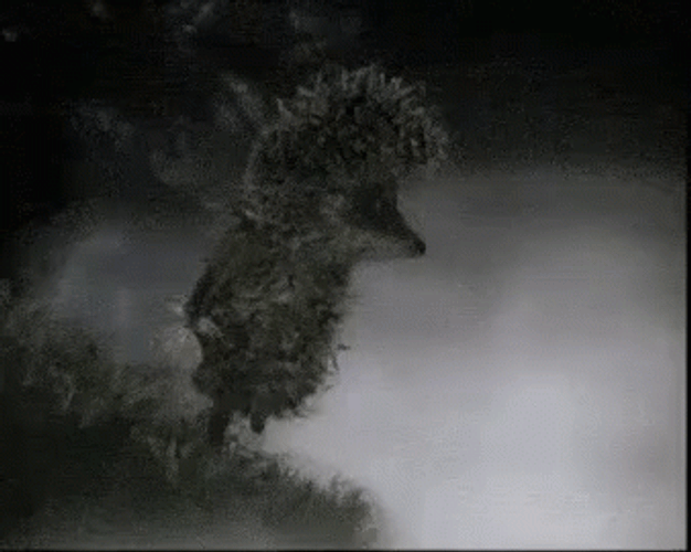 Hedgehog Walking In The Fog GIF