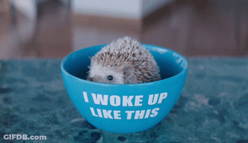 Hedgehog Woke Up Like This GIF