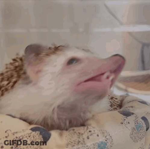 Hedgehog Yawning With Mouth Open GIF