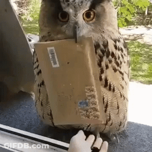 Hedwig Delivering Mail GIF