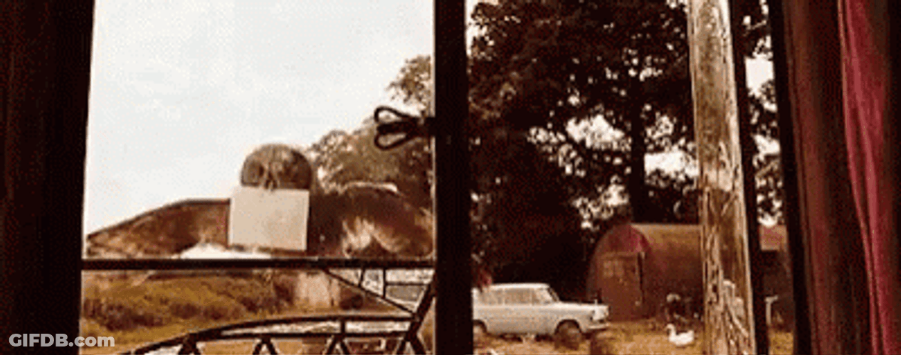 Hedwig Fail Window Landing GIF