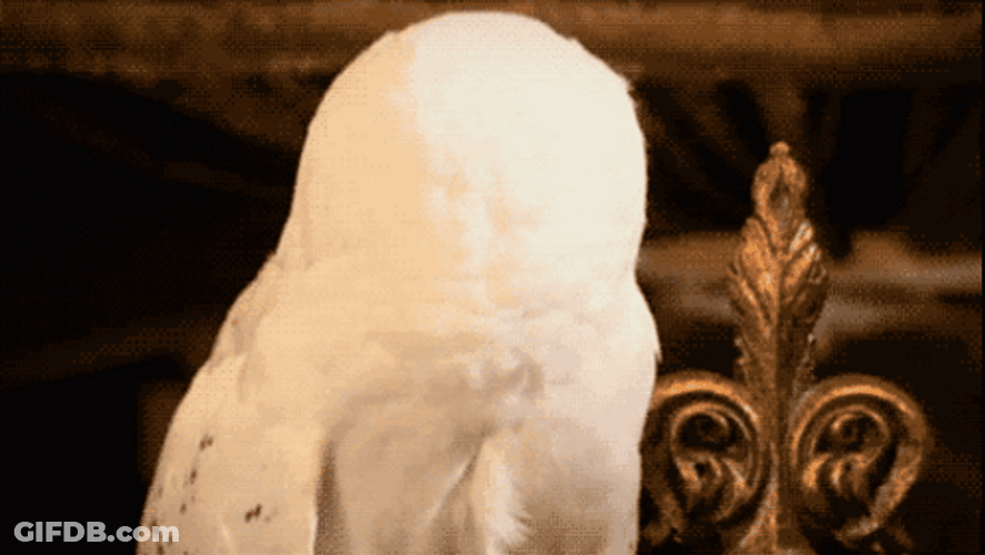 Hedwig Hello There Ultimate Giga Chad GIF