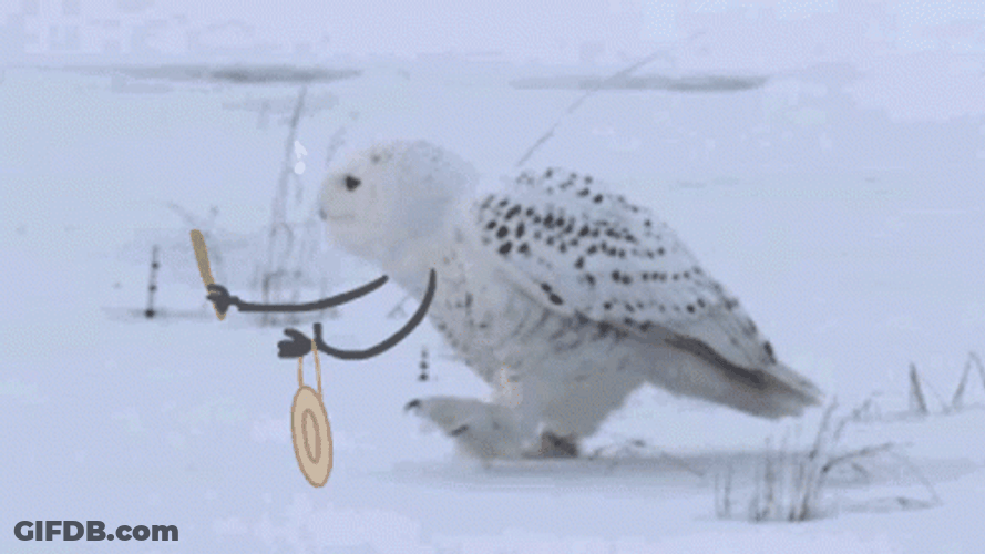 Hedwig Hitting Gong GIF