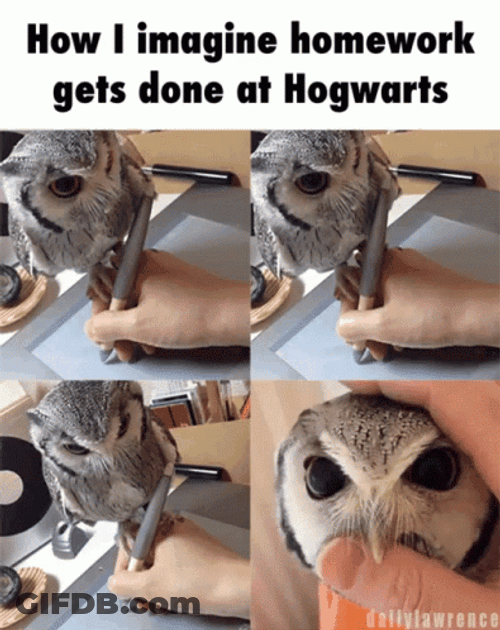 Hedwig Homework Get Done At Hogwarts GIF