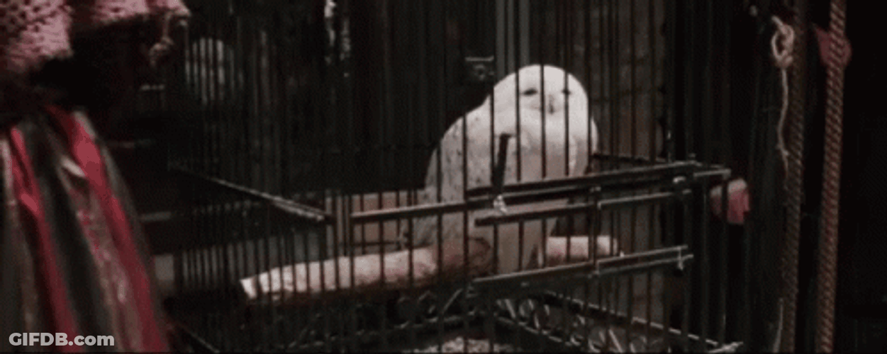 Hedwig Inside Cage GIF