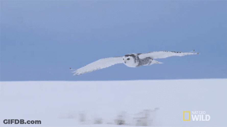Hedwig Landing Fly GIF