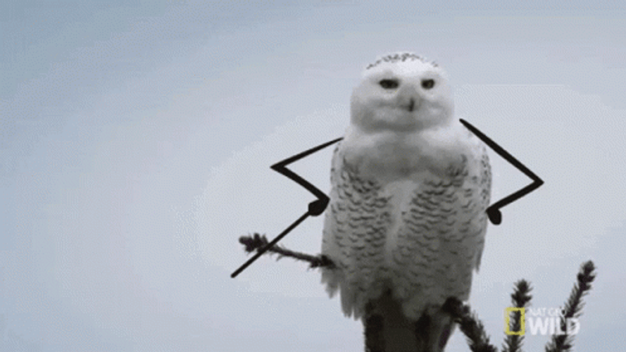 Hedwig Musician Animation GIF