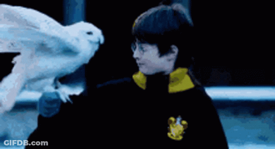 Hedwig On Harry Potters Arm GIF