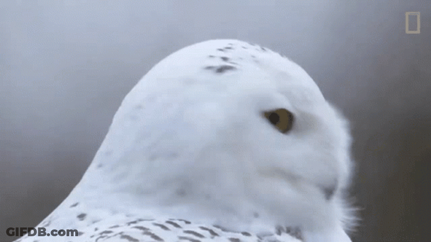 Hedwig Rotating Head GIF