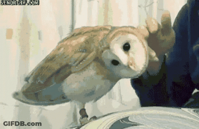 Hedwig Scratching Head GIF