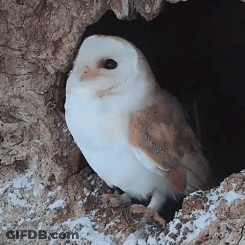 Hedwig Shaking Head GIF