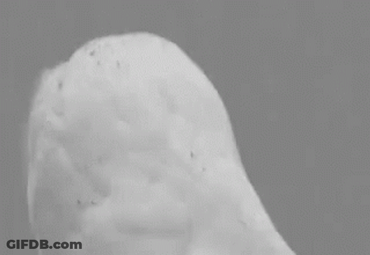 Hedwig Shocked Face GIF