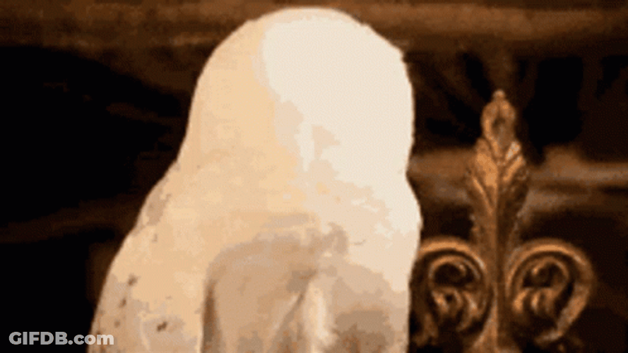 Hedwig Spinning Head GIF