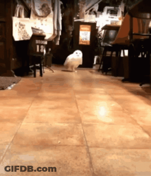 Hedwig Walking Near GIF