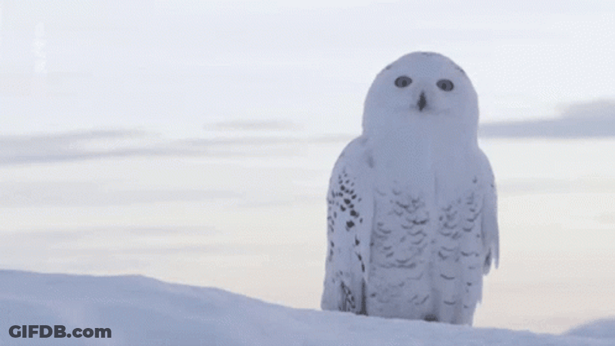 Hedwig Waving Head GIF