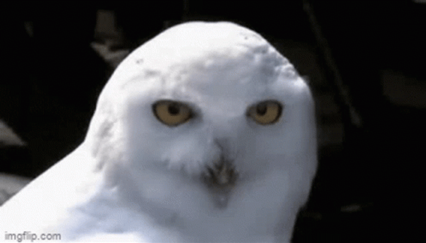 Hedwig When Someone Says Hotdog Is Sandwich GIF