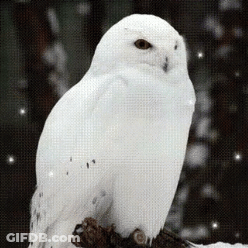 Hedwig With Glitter Effect GIF