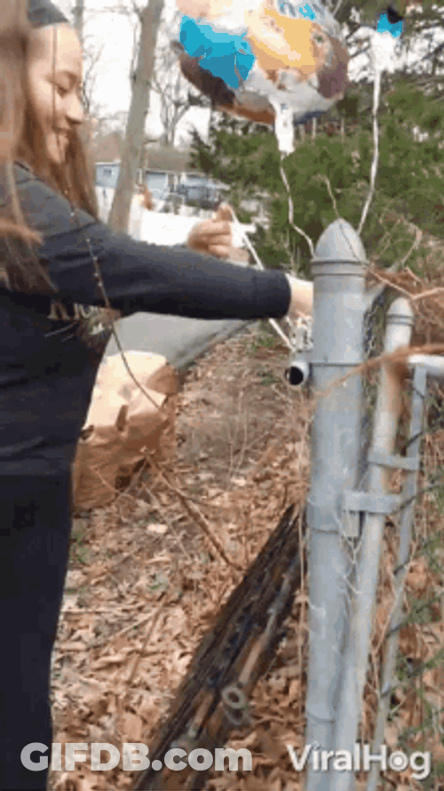 Helium Birthday Balloons Fence Gift GIF