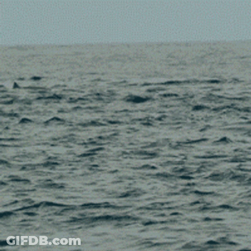 Hell Yeah Dolphin GIF