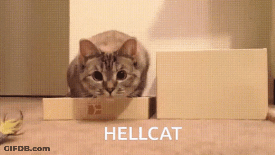 Hellcat Curious Meme Cat GIF