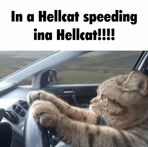 Hellcat Speeding Driving Meme Cat GIF