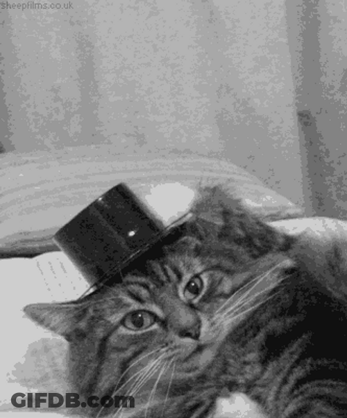 Hello Boujie Hat Cat GIF