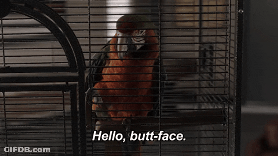 Hello Butt-Face Macaw GIF