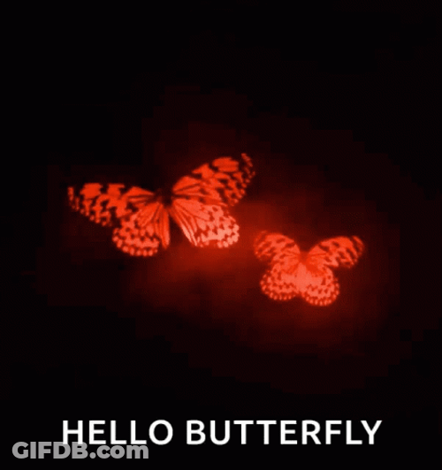 Hello Butterfly Red Aesthetic GIF