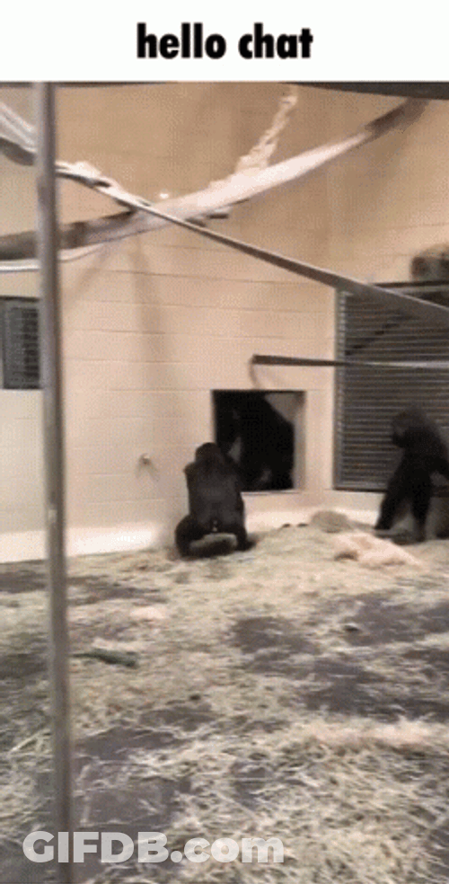 Hello Chat Gorilla GIF