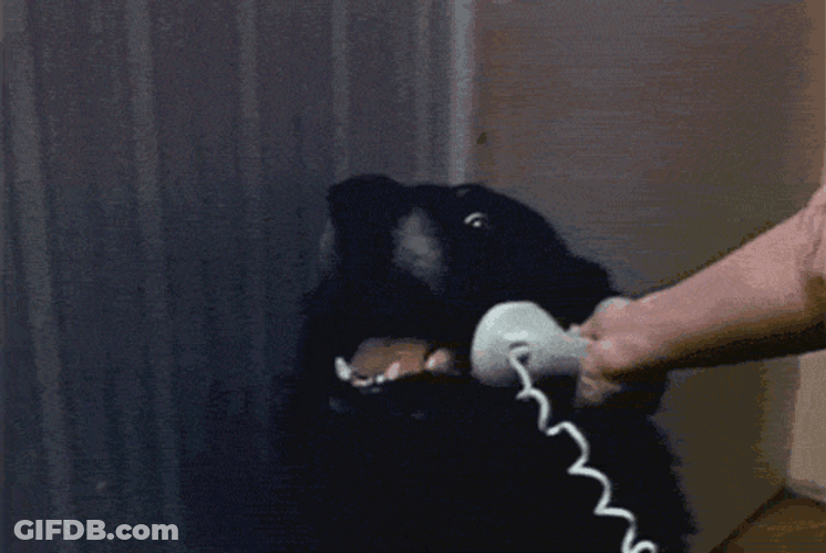 Hello Dog Meme GIF