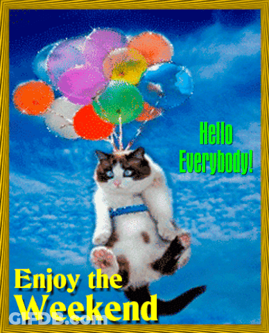 Hello Everyone Have A Nice Enjoy Weekend Cat GIF