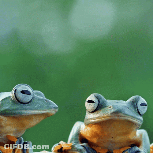 Hello From Frogs GIF