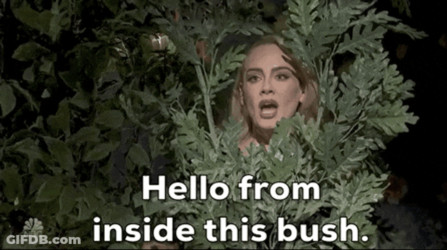 Hello From Inside This Bush GIF
