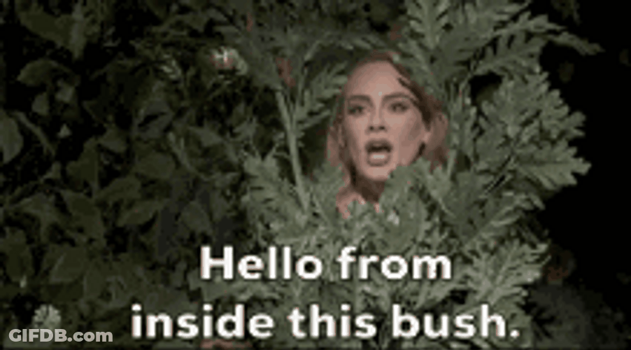 Hello From The Other Side This Bush GIF
