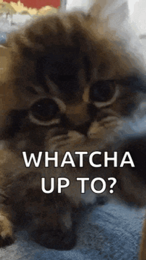 Hello Hi GIF