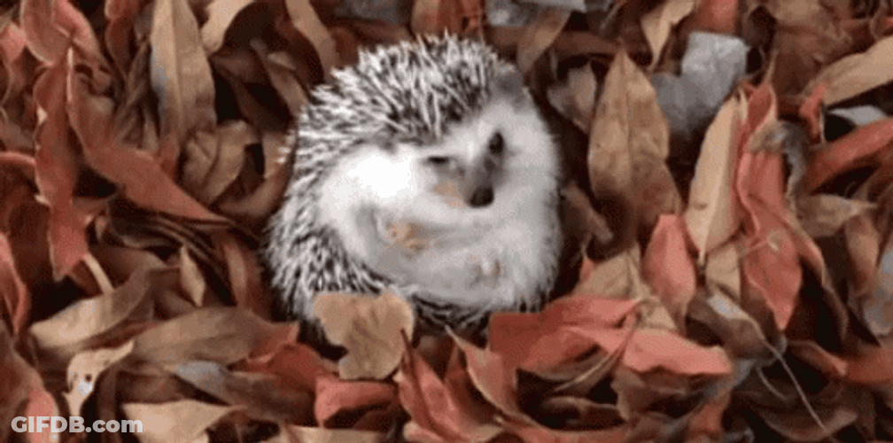 Hello November Greeting Hedgehog Cold Autumn Leaves GIF