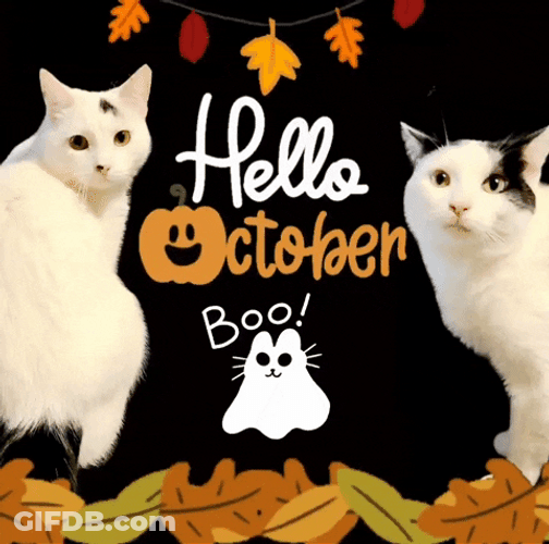Hello October Halloween Felines Boo GIF