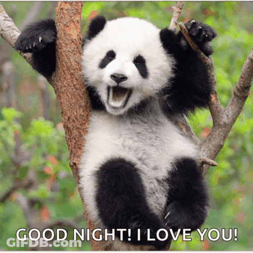 Hello Panda Meme GIF