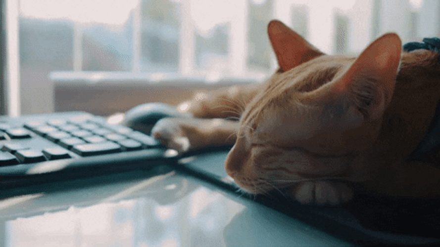 Hello Saturday Cat Sleeping GIF