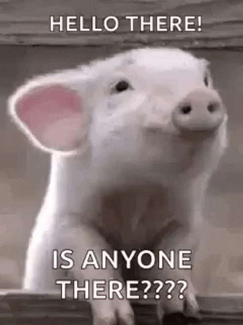 Hello There Anyone Pig GIF
