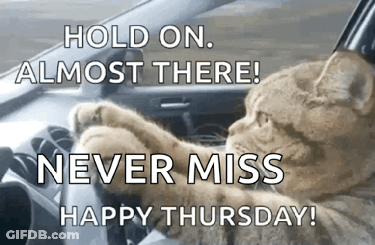 Hello Thursday Cat Driving GIF