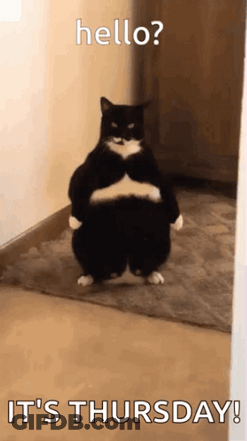 Hello Thursday Chonky Cat GIF